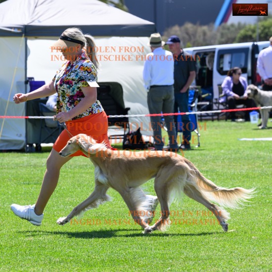 Hound Club of Vic, Nov 24 (Ridgebacks, Salukis, Whippets, Azawakh, Afghan) 