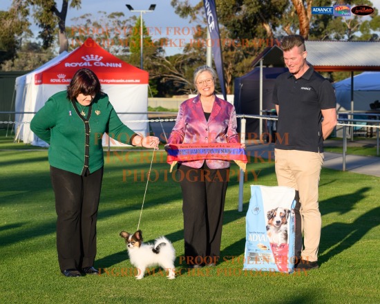 Canine Fanciers KC Shows, Aug 25