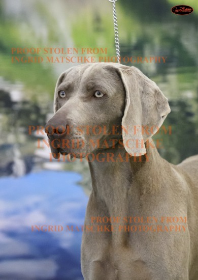 Weimaraner Club of Vic Champ Show, Sept 25