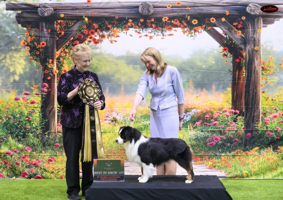 Mini American Shepherd Inaugural Champ Show, Nov 25