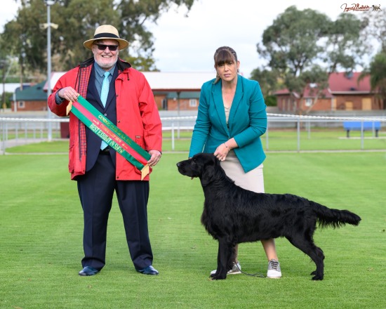 Gundog Club of SA Champ Shows, Jun 26